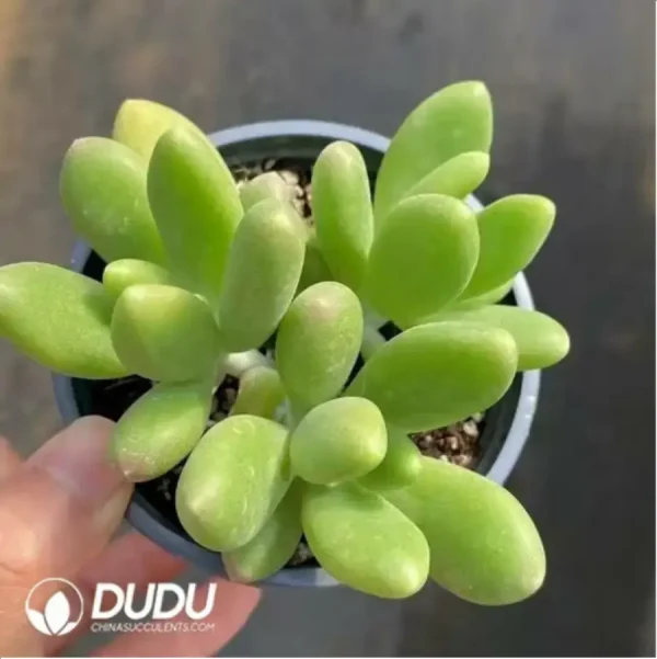 1756117492-2-11.webp Pachyphytum japonica clustering - Image 2