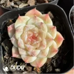 Echeveria Ice Soul - Image 2