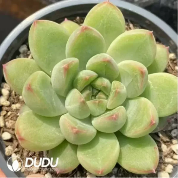Echeveria Jade Beauty - Image 1