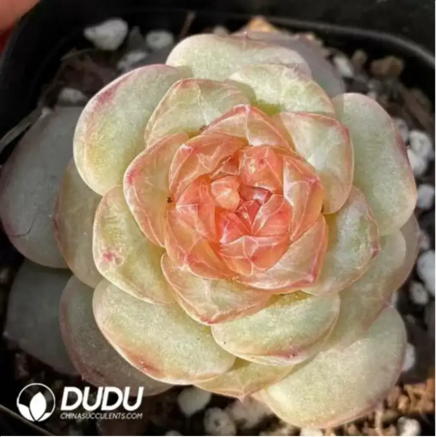 1756117510-1-529.webp Echeveria Pear Blossom Wine - Image 1