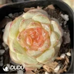 Echeveria Pear Blossom Wine - Image 2