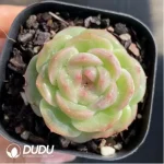 Echeveria Goddess pool