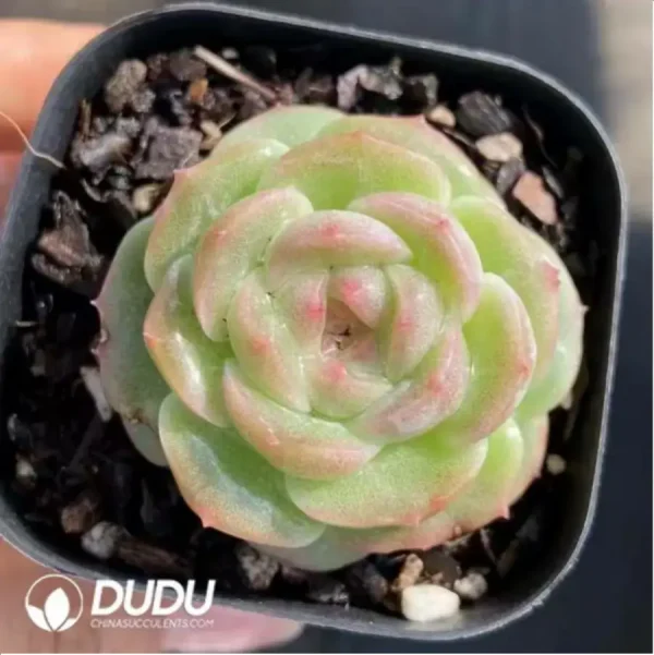 Echeveria Goddess pool - Image 1