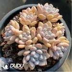 Pachyveria Jelly perfume Clustering