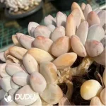 Pachyveria Jelly perfume Clustering - Image 2