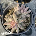 Pachyphytum Icarus Double Headed