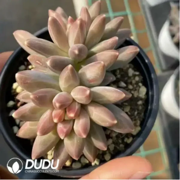 Pachyphytum Icarus Double Headed - Image 2