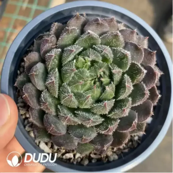 Echeveria Scorpio - Image 1