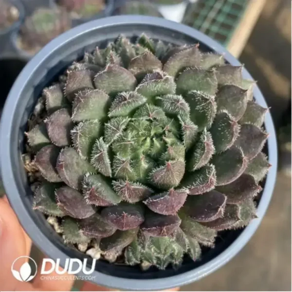 Echeveria Scorpio - Image 2