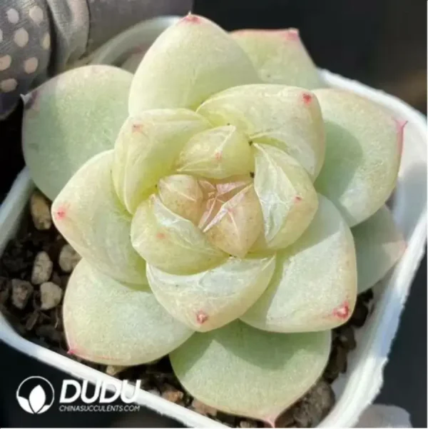 Echeveria Shirasawa - Image 1