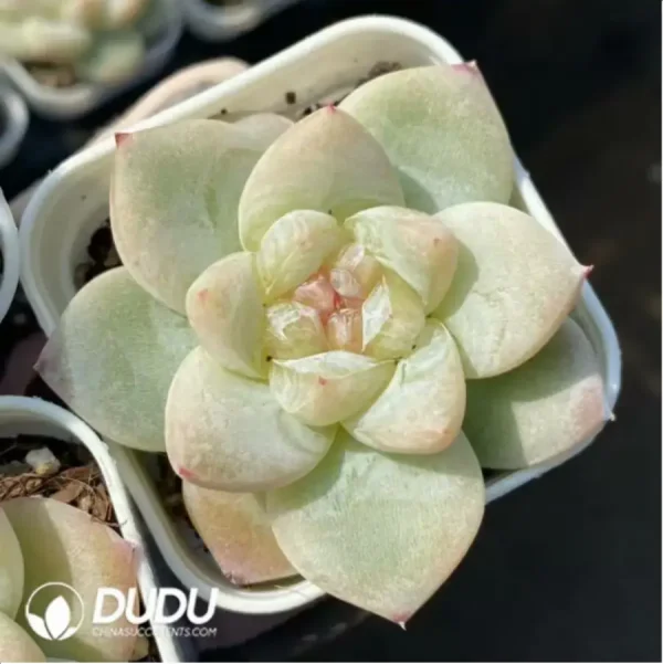 Echeveria Shirasawa - Image 2