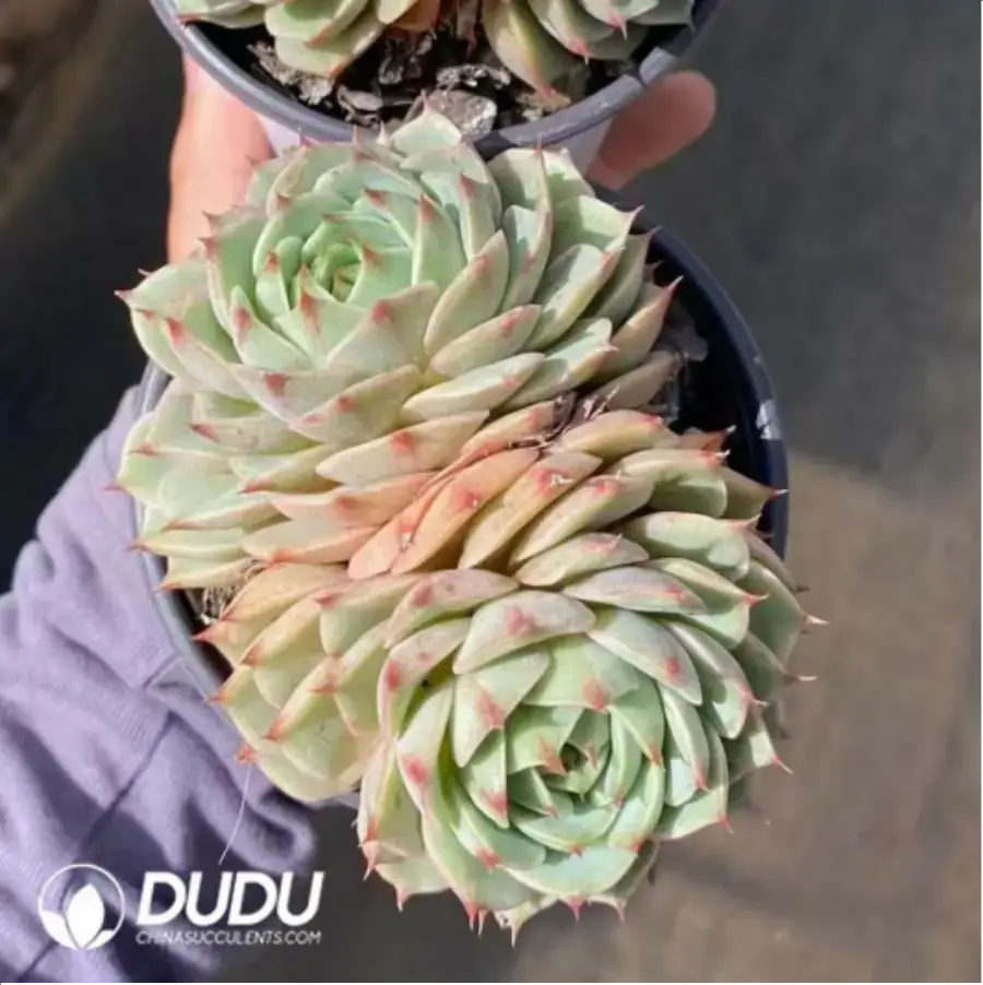 1756117524-1-185.webp Echeveria Bumba Double Headed - Image 1