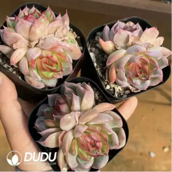 1756117528-1-167.webp Echeveria Cranberry Double Headed - Image 1