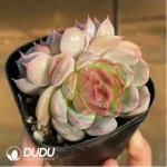 Echeveria Cranberry Double Headed - Image 2