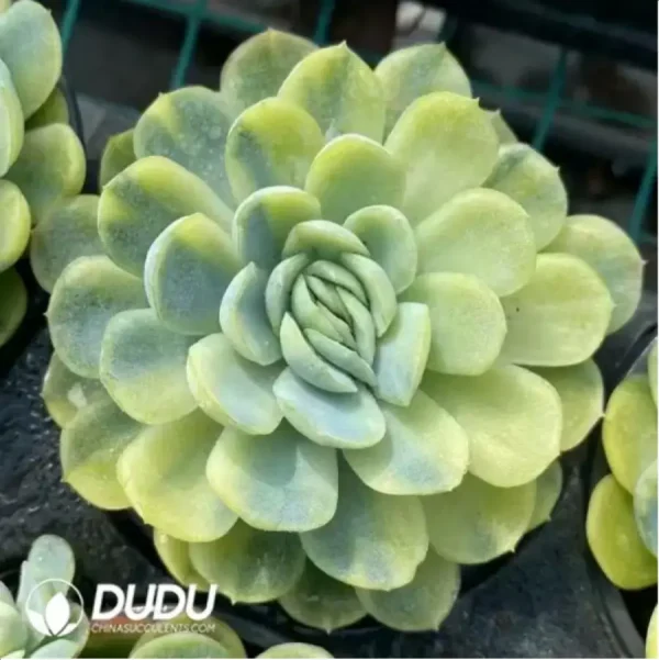 Echeveria Minibell Variegated - Image 1