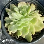 Echeveria Floriana Monstrose Variegated