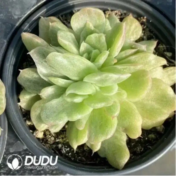 1756117533-1-155.webp Echeveria Floriana Monstrose Variegated - Image 1