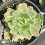 Echeveria Floriana Monstrose Variegated - Image 2