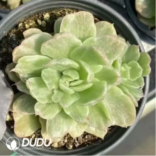 Echeveria Floriana Monstrose Variegated - Image 2