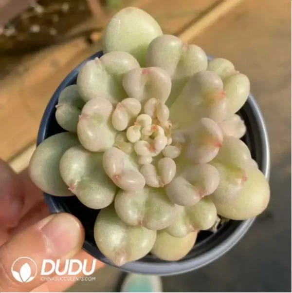 Echeveria Bayi With Cubs - Image 1