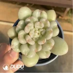 Echeveria Bayi With Cubs - Image 2