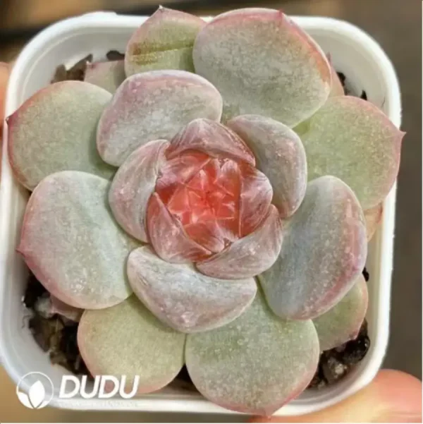 Echeveria Rose - Image 1