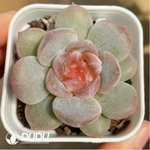 Echeveria Rose - Image 2