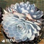 Echeveria White Lotus Double Head