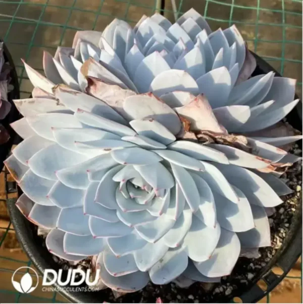 Echeveria White Lotus Double Head - Image 1