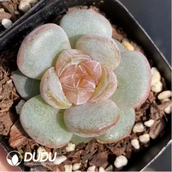 Echeveria Brandy - Image 1