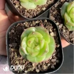 Echeveria Lingbao Jenny