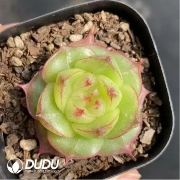 Echeveria Lingbao Jenny - Image 2