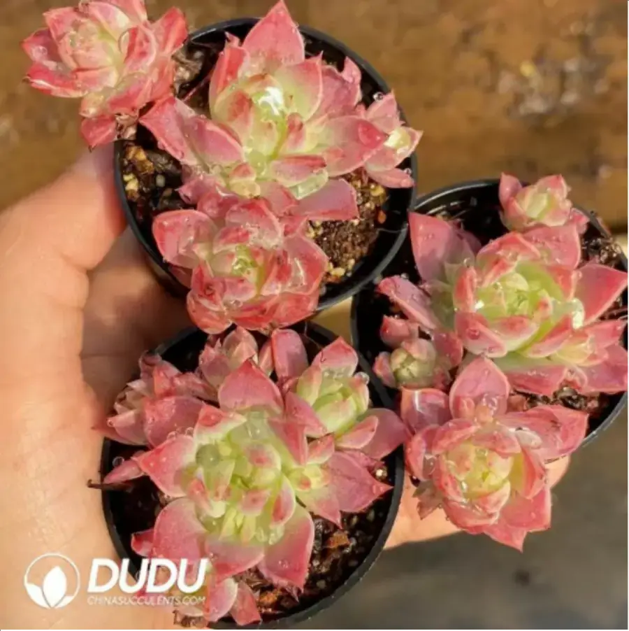 1756117566-1-70.webp Graptopetalum Macdougallii - Image 1