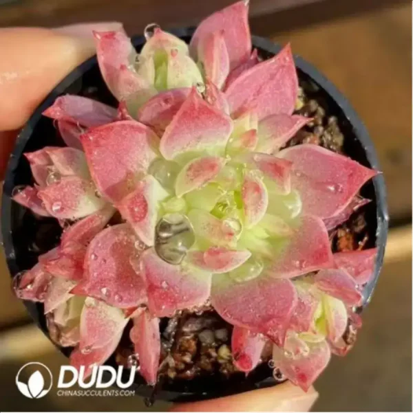 Graptopetalum Macdougallii - Image 2