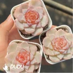 Echeveria Winter Plum