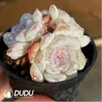 Echeveria Snow Face - Image 2