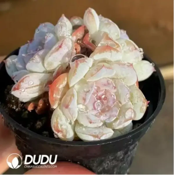 Echeveria Snow Face - Image 2