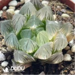 Haworthia Baichixian Variegated