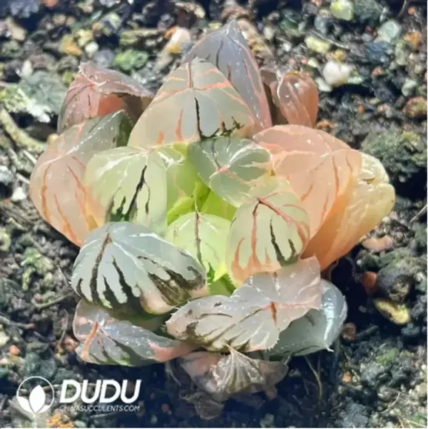 Haworthia Crystal Variegated - Image 1