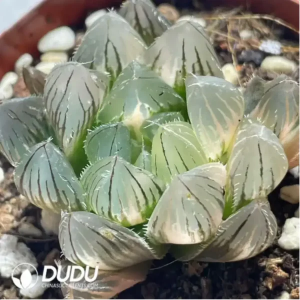 Haworthia Baichixian Variegated - Image 2