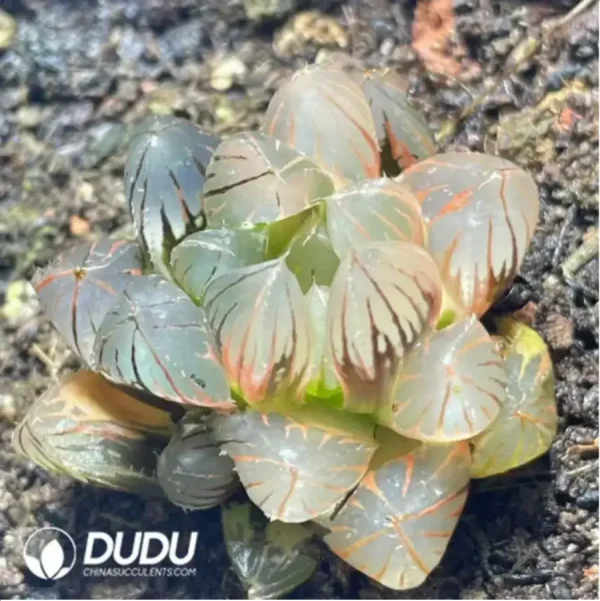 Haworthia Neon Light Variegated - Image 1