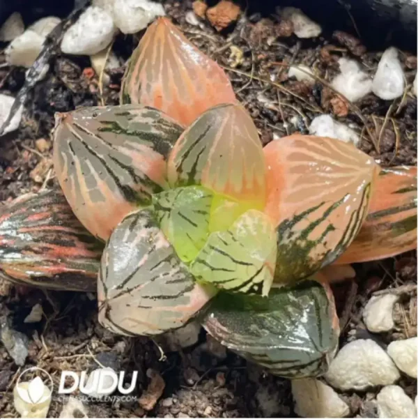 Haworthia 'Nuoyulu' Variegated - Image 1