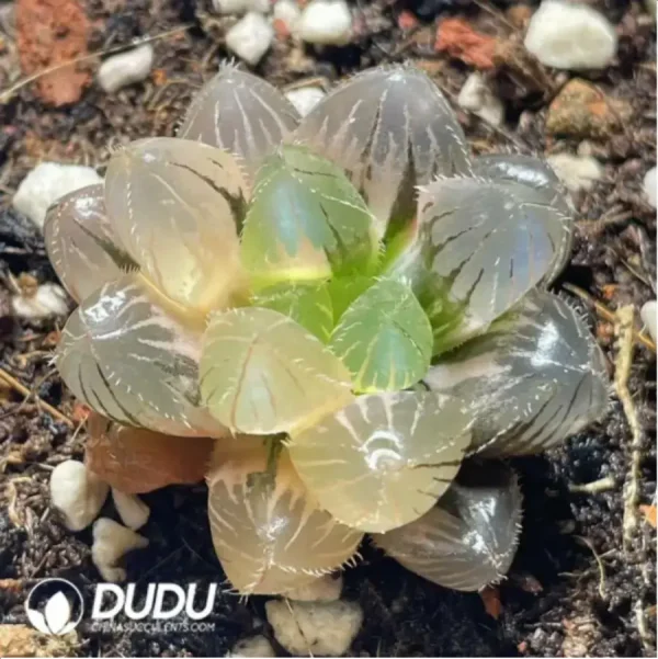 1756117583-1-23.webp Haworthia kyodai akasen lens Variegated - Image 1