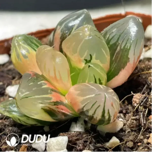1756117585-1-22.webp Haworthia Laochuan cooperi var. pilifera Variegated - Image 1