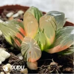 Haworthia Laochuan cooperi var. pilifera Variegated - Image 2