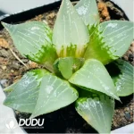 Haworthia Shuten-doji Variegated