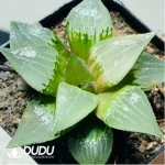 Haworthia Shuten-doji Variegated - Image 2