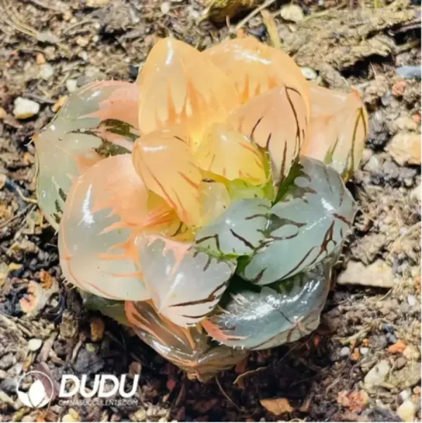 Haworthia Moon In The Water Variegated - Image 1