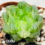 Haworthia Emerald Cloud