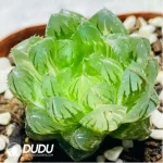 Haworthia Emerald Cloud - Image 2